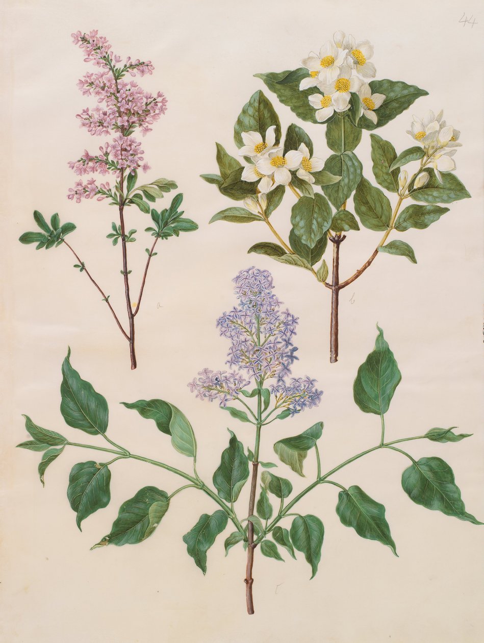 Syringa x persica; Philadelphus coronarius; Syringa vulgaris da Johannes Simon Holtzbecher