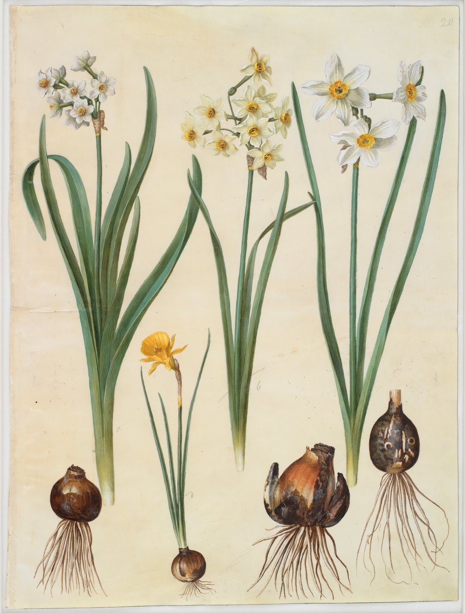 Narcissus tazetta; Narcissus orientalis; Corbularia bulbocodium da Johannes Simon Holtzbecker