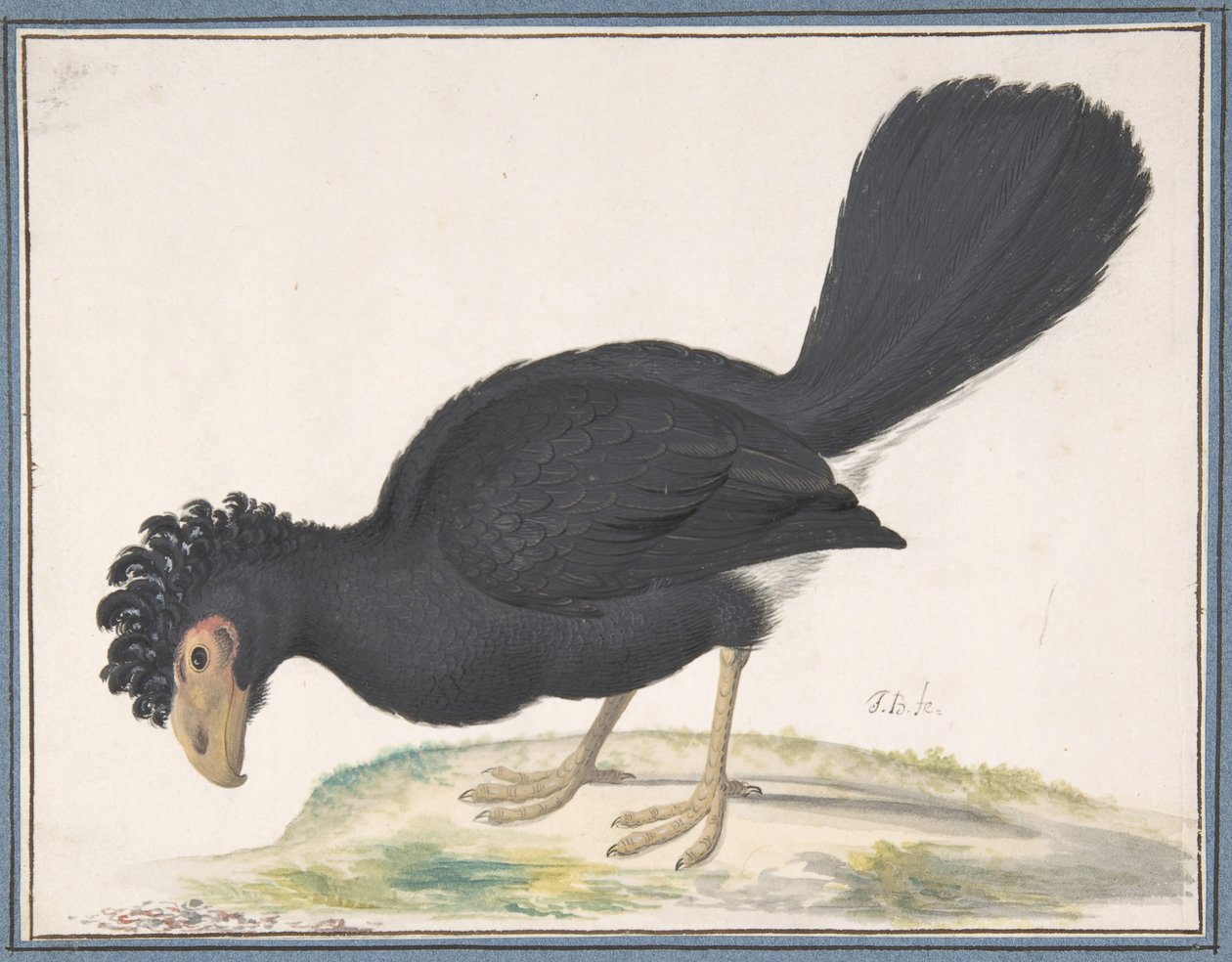 Un curassow nero, n.d. da Johannes Bronckhorst