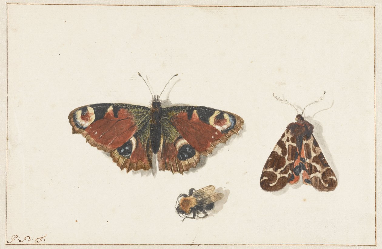 Farfalla, falena e bombo da Johannes Bronkhorst