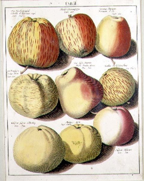 Mele di Seligman da Johannes Hendrik (after) Knoop