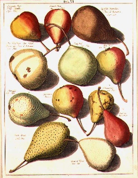 Pere, di Seligman da Johannes Hendrik (after) Knoop