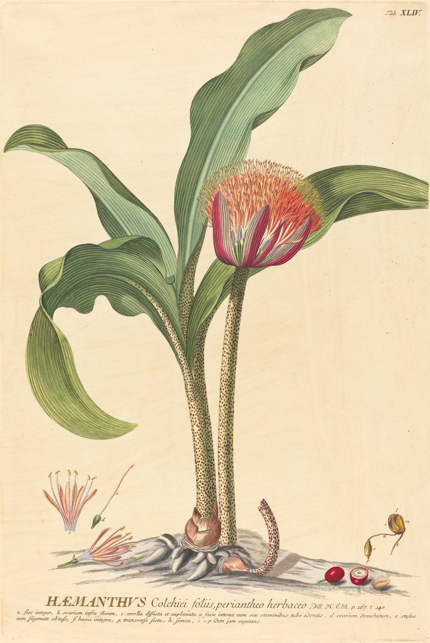 Haemanthus da Johannes Jacob Haid and Johannes Elias Haid after Georg Ehret