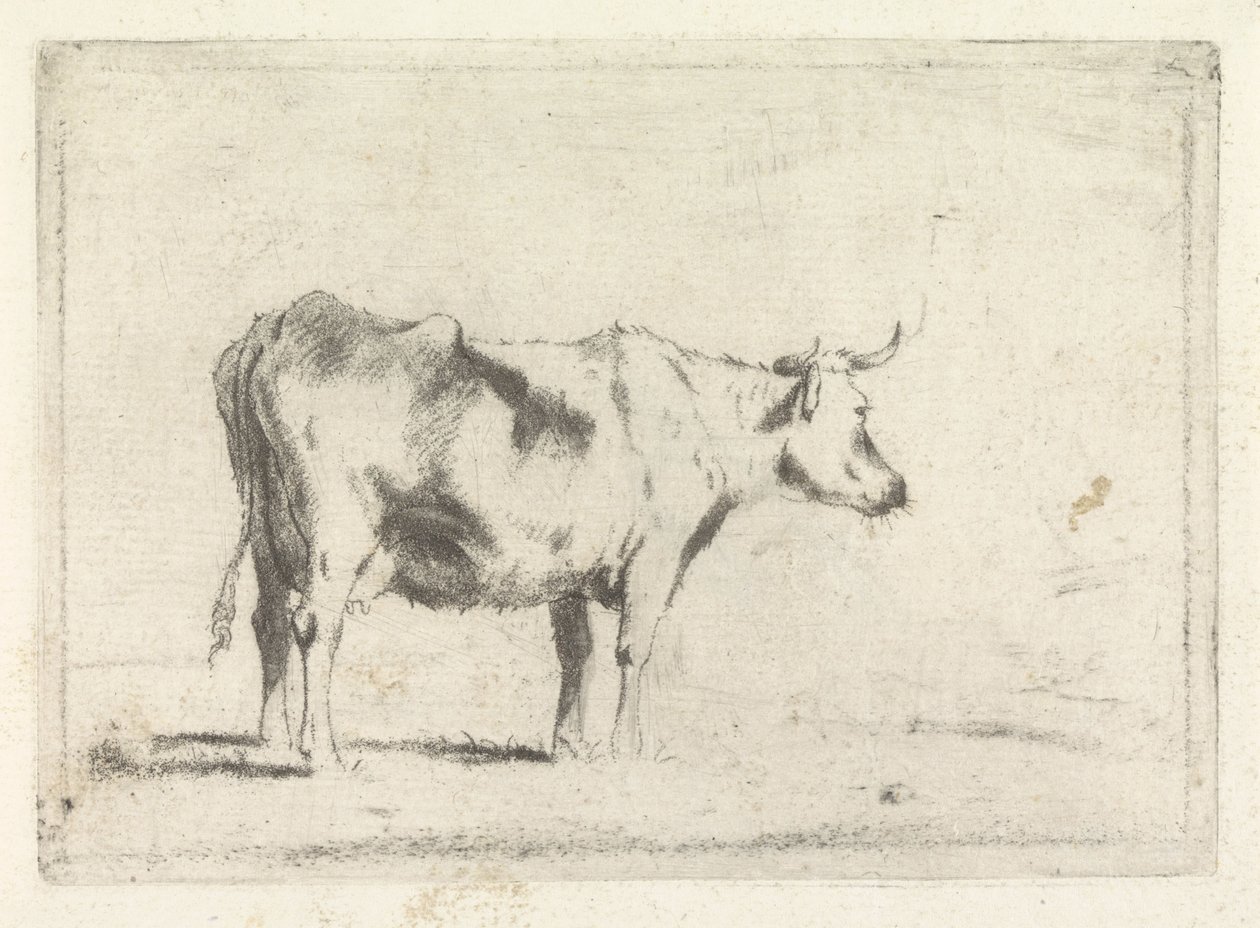 Mucca, verso destra da Johannes Janson (possibly)