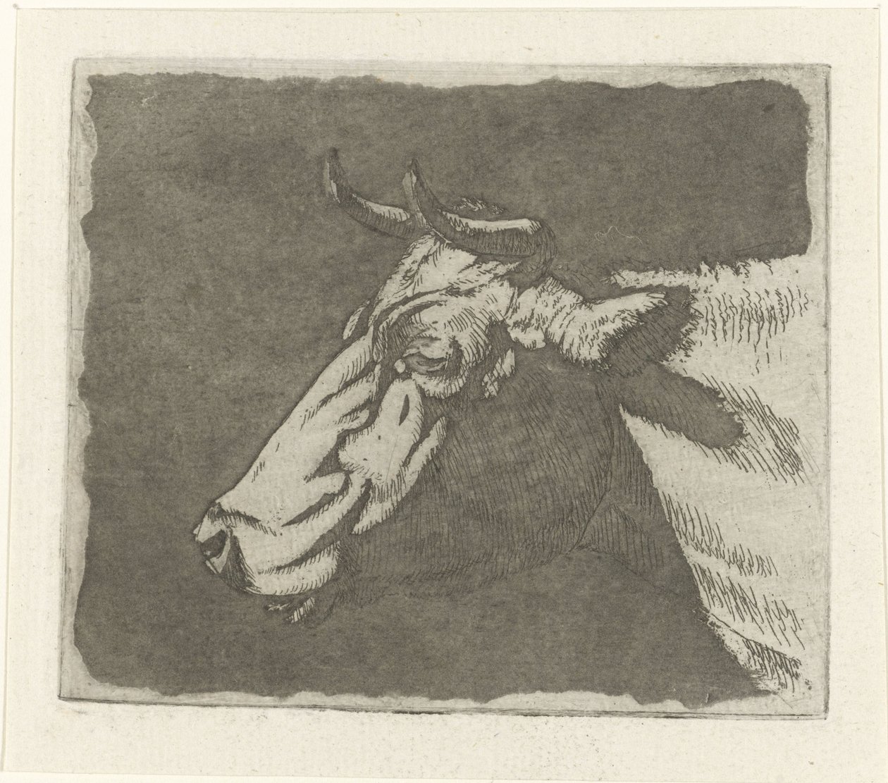 Testa di mucca da Johannes Janson