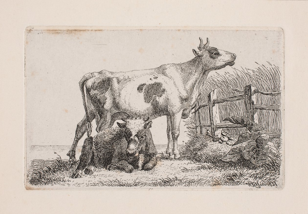 Una mucca riposante e una in piedi da Johannes Wilhelm Zillen