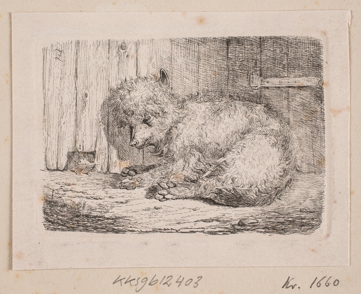 Un cane a pelo lungo da Johannes Wilhelm Zillen