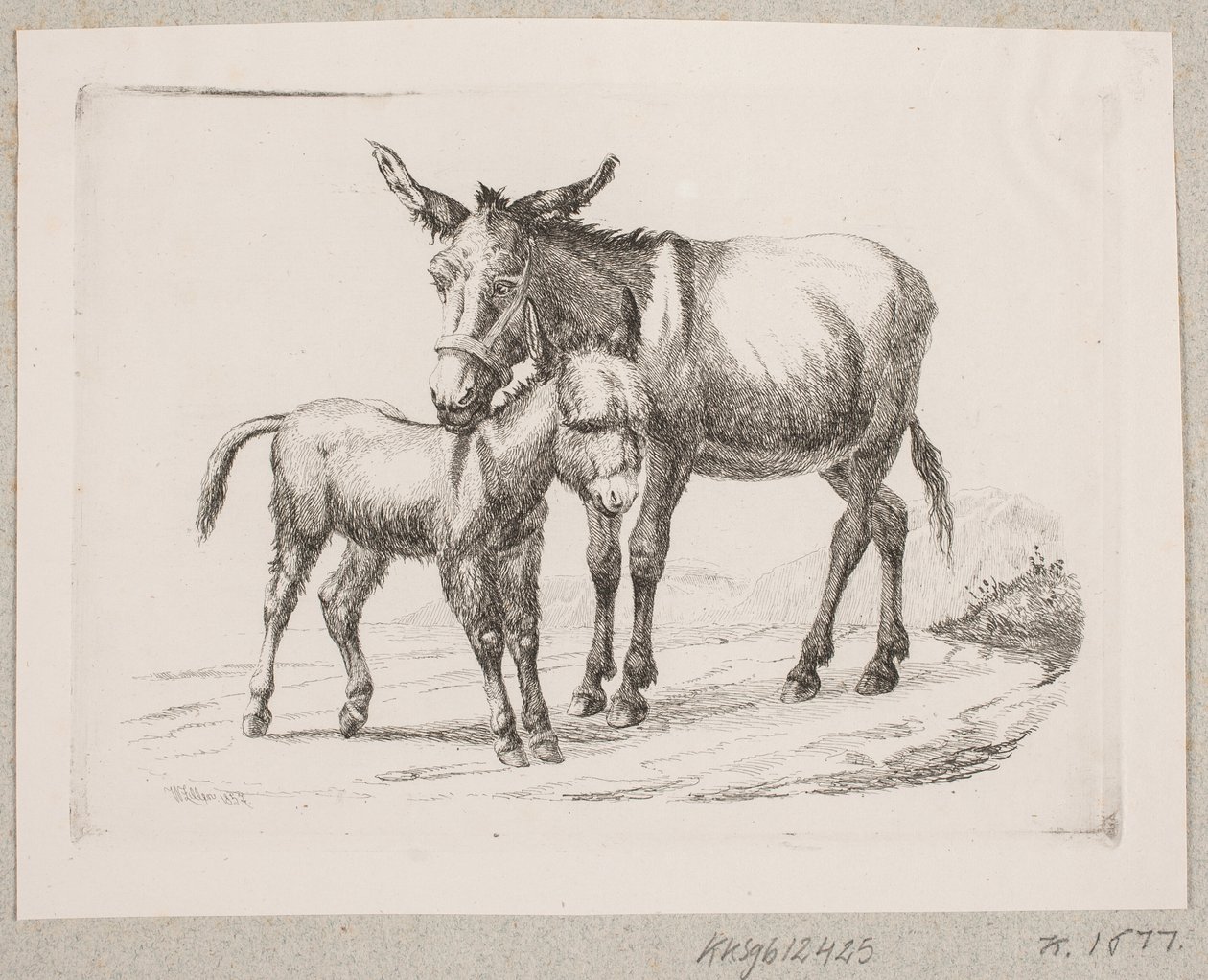 Un asino con il suo puledro da Johannes Wilhelm Zillen