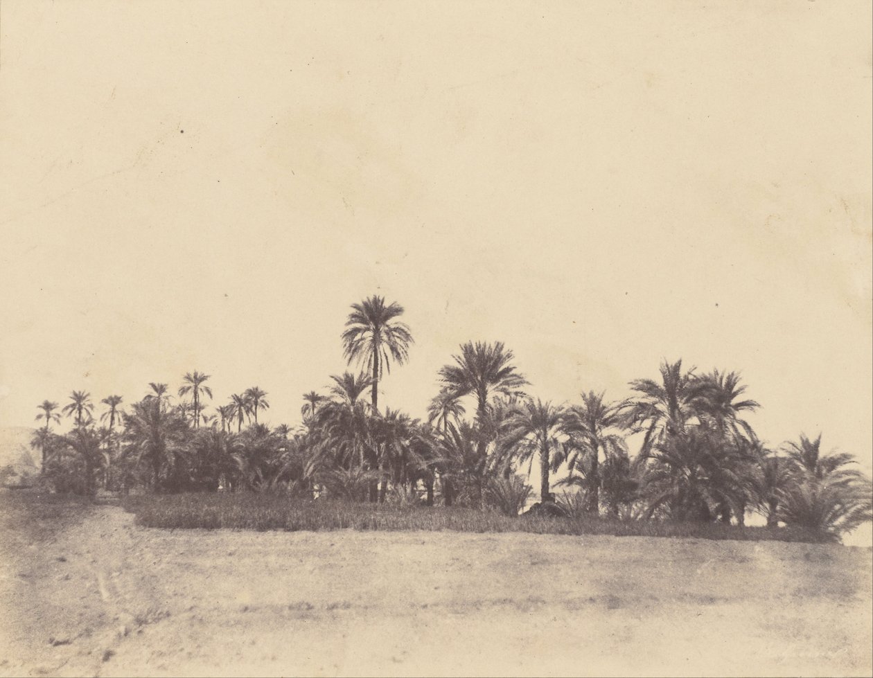 Studio di palme da dattero da John Beasly Greene