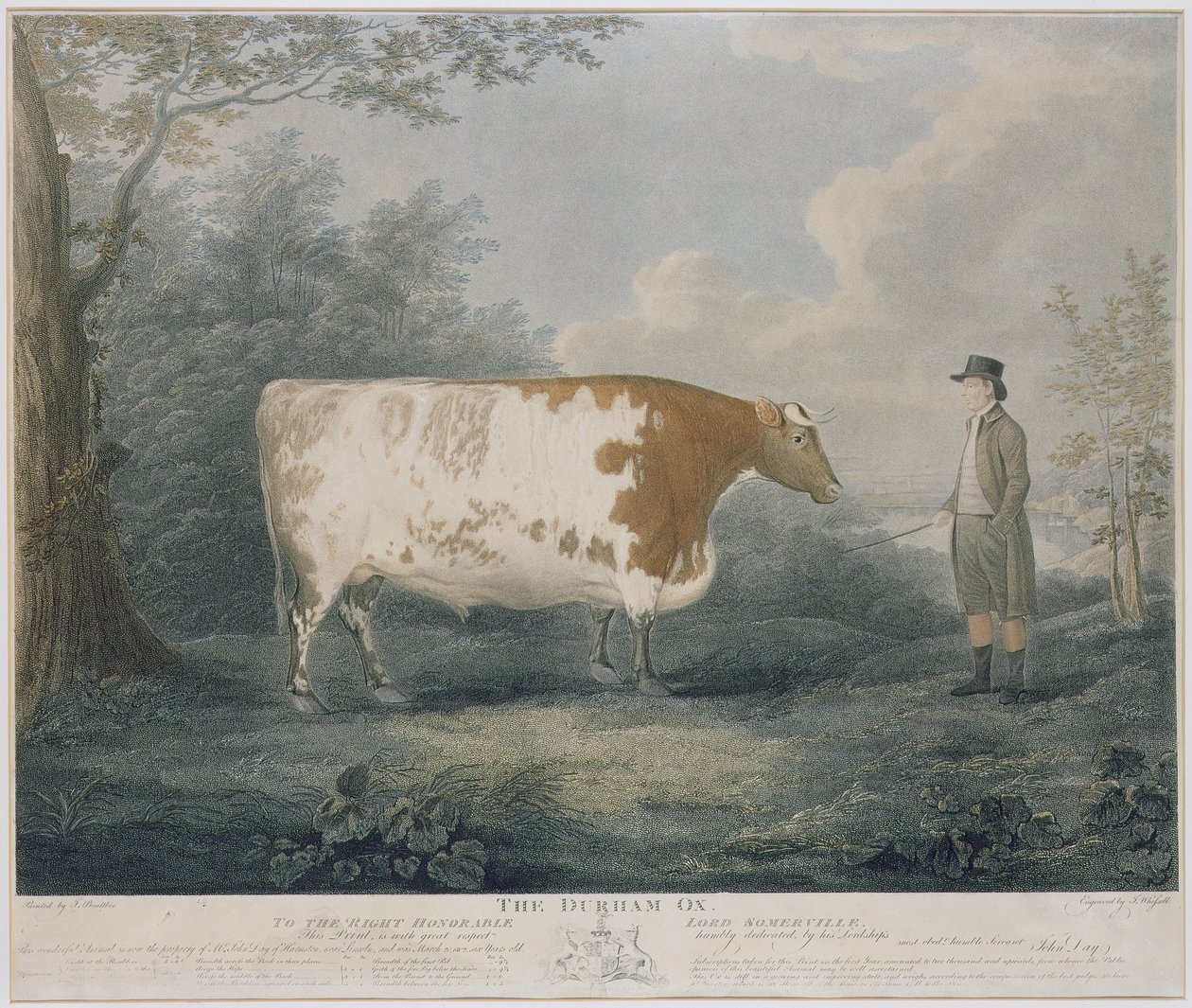 Il bue di Durham, inciso da J. Wessel, 1802 (incisione colorata) da John Boultbee