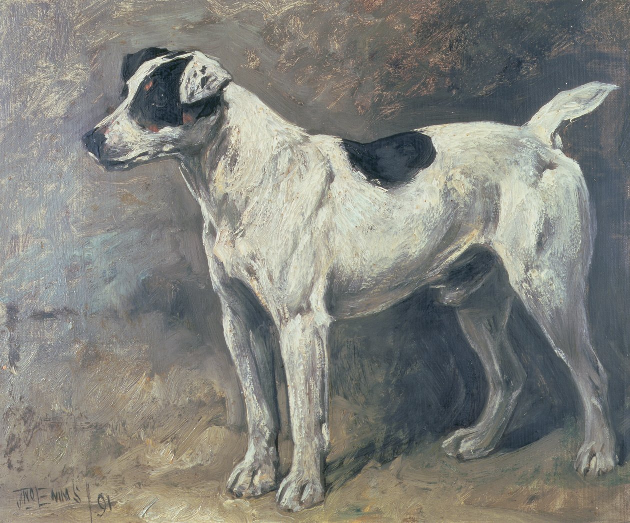 Un Jack Russell, 1891 da John Emms