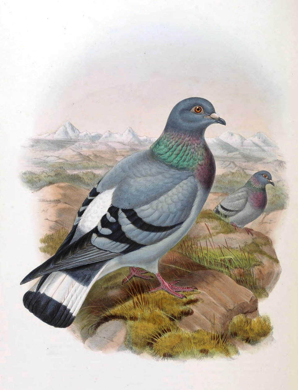 Colomba rupestre (Columba rupestris) da John Gould