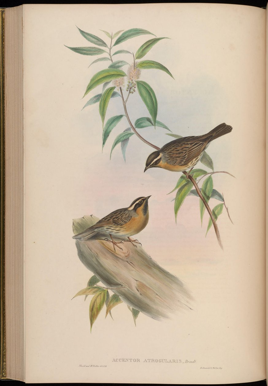 Accentor atrogularis = Prunella atrogularis da John Gould