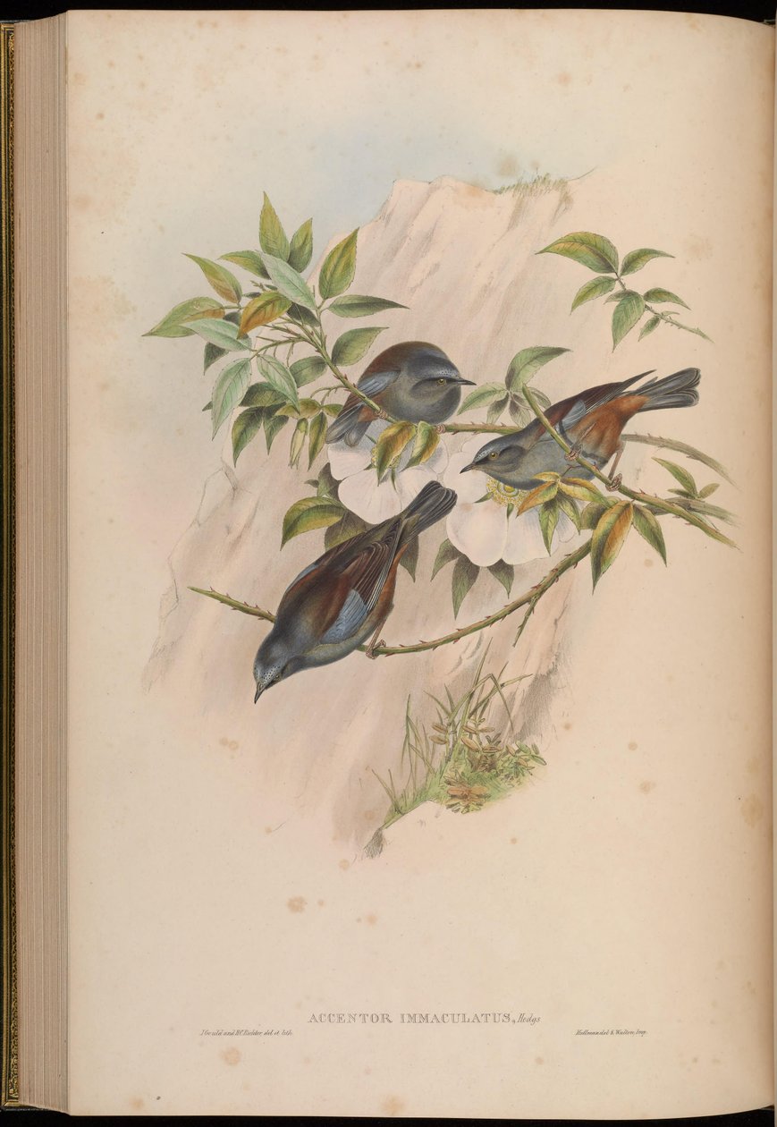 Accentor immaculatus = Prunella immaculata da John Gould