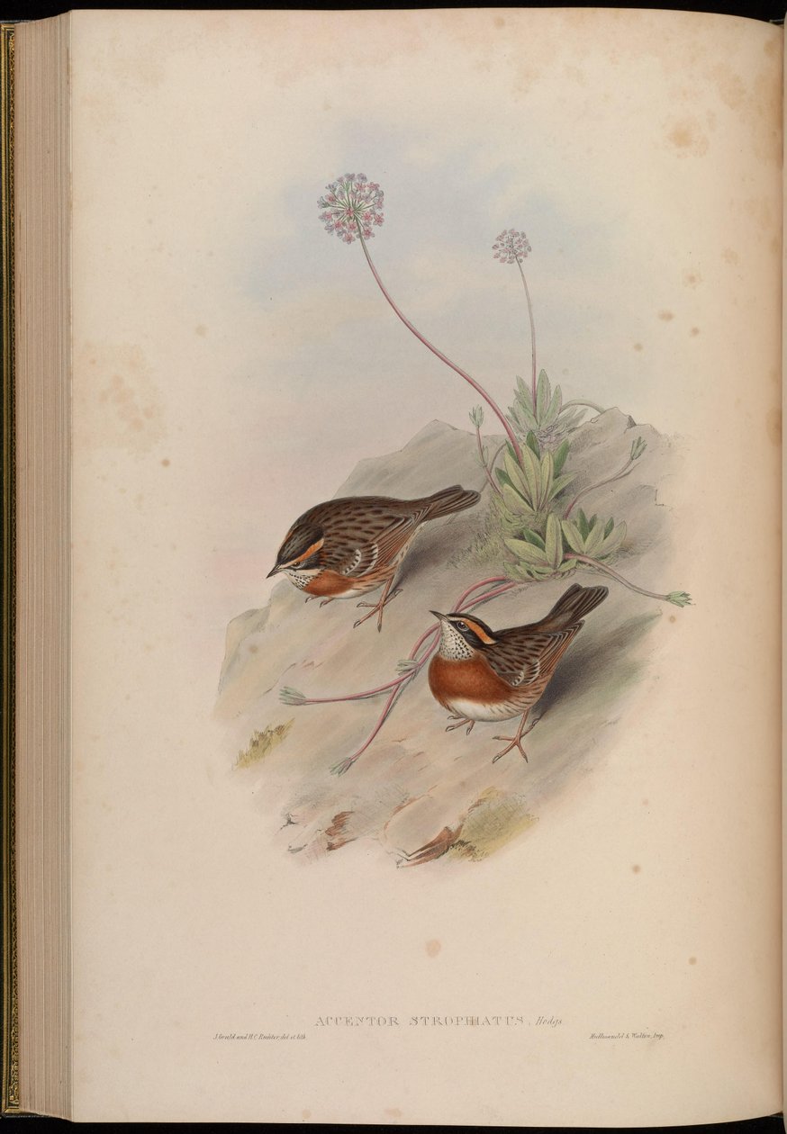 Accentor strophiatus = Prunella strophiata da John Gould