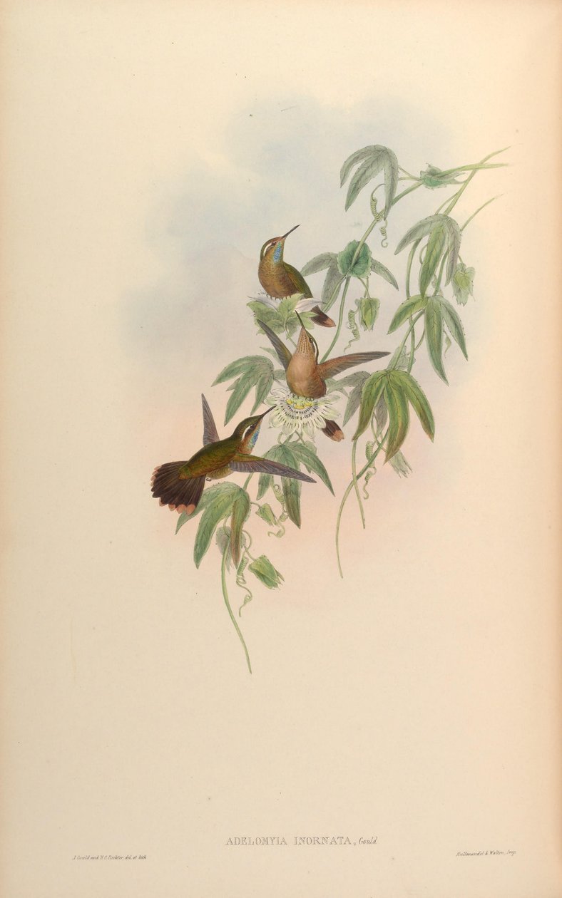 Adelomyia inornata = Adelomyia melanogenys inornata da John Gould