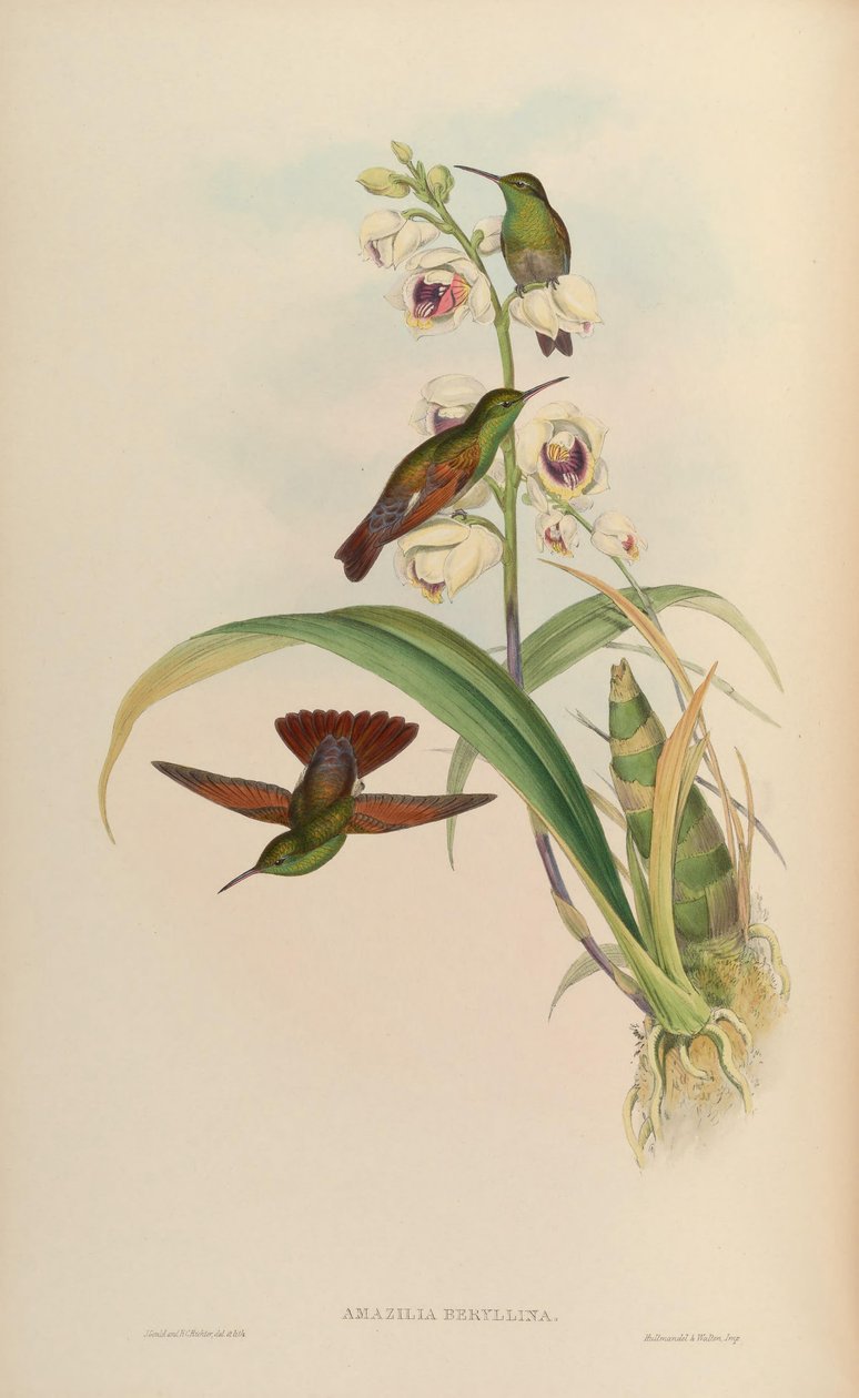 Amazilia beryllina da John Gould