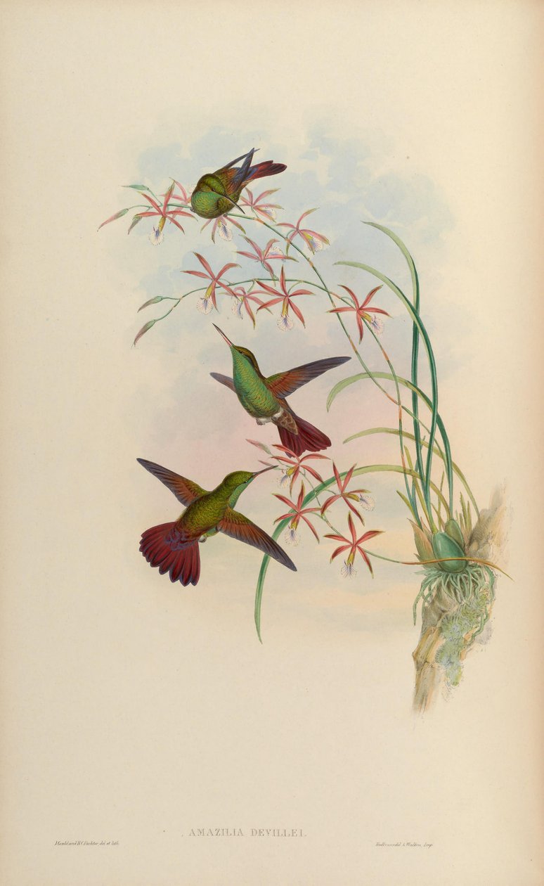 Amazilia devillei da John Gould