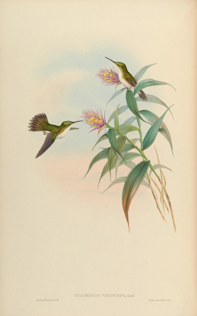 Amazilia leucogaster da John Gould