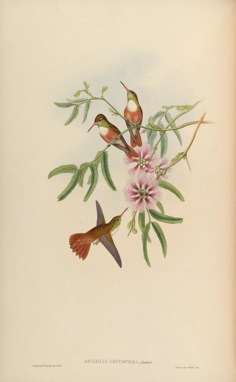 Amazilia leucophaea da John Gould