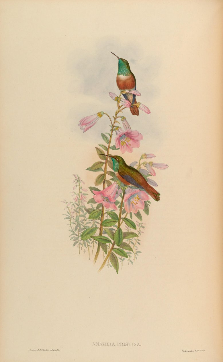 Amazilia pristina da John Gould