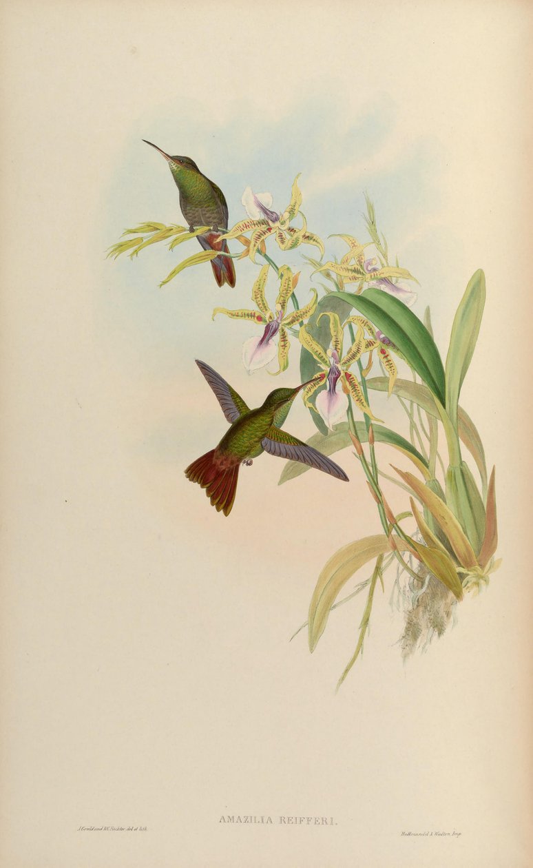 Amazilia riefferi da John Gould