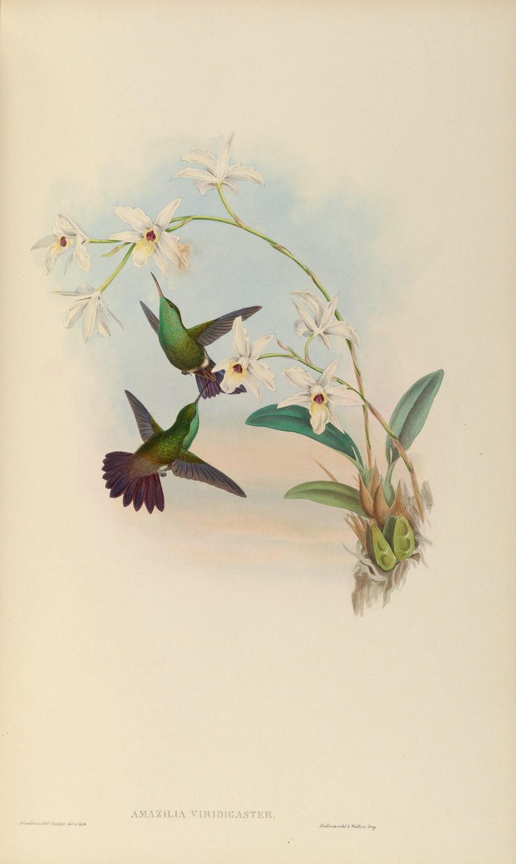 Amazilia viridigaster da John Gould