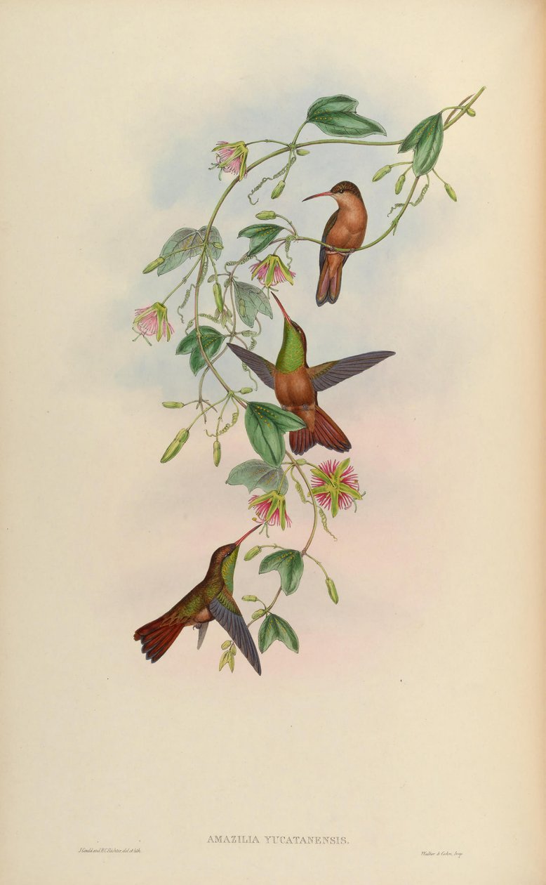 Amazilia yucatanensis da John Gould