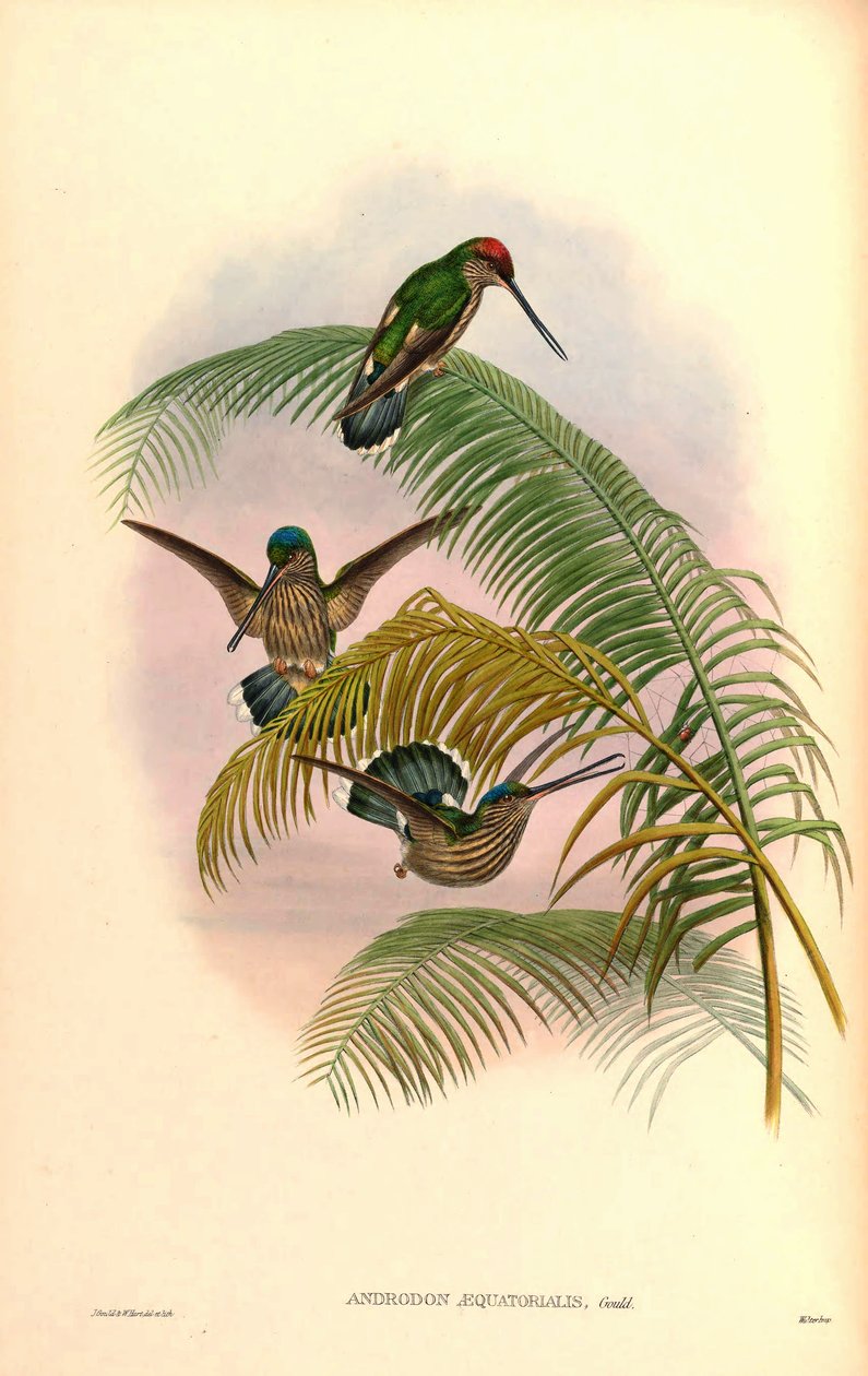 Androdon aequatorialis da John Gould