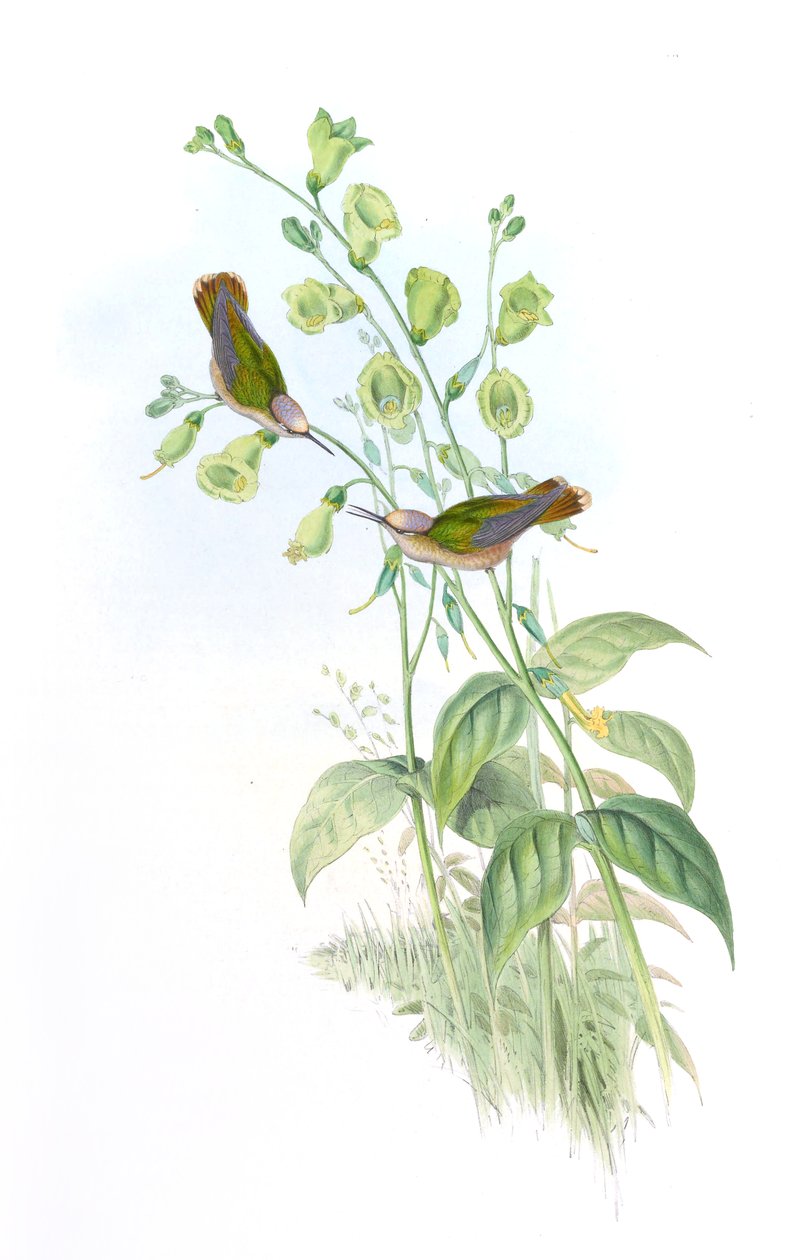 Anthocephala floriceps = Syn da John Gould