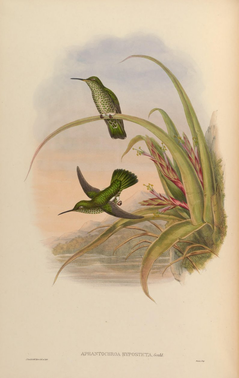 Aphantochroa hyposticta = Taphrospilus hypostictus da John Gould