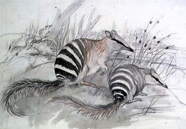 Formichiere fasciato da John Gould