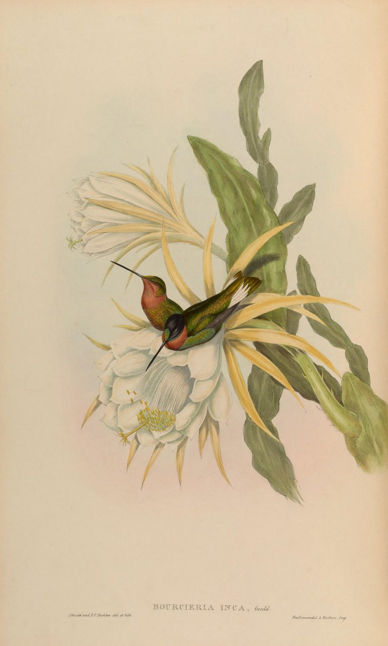 Bourciera inca da John Gould