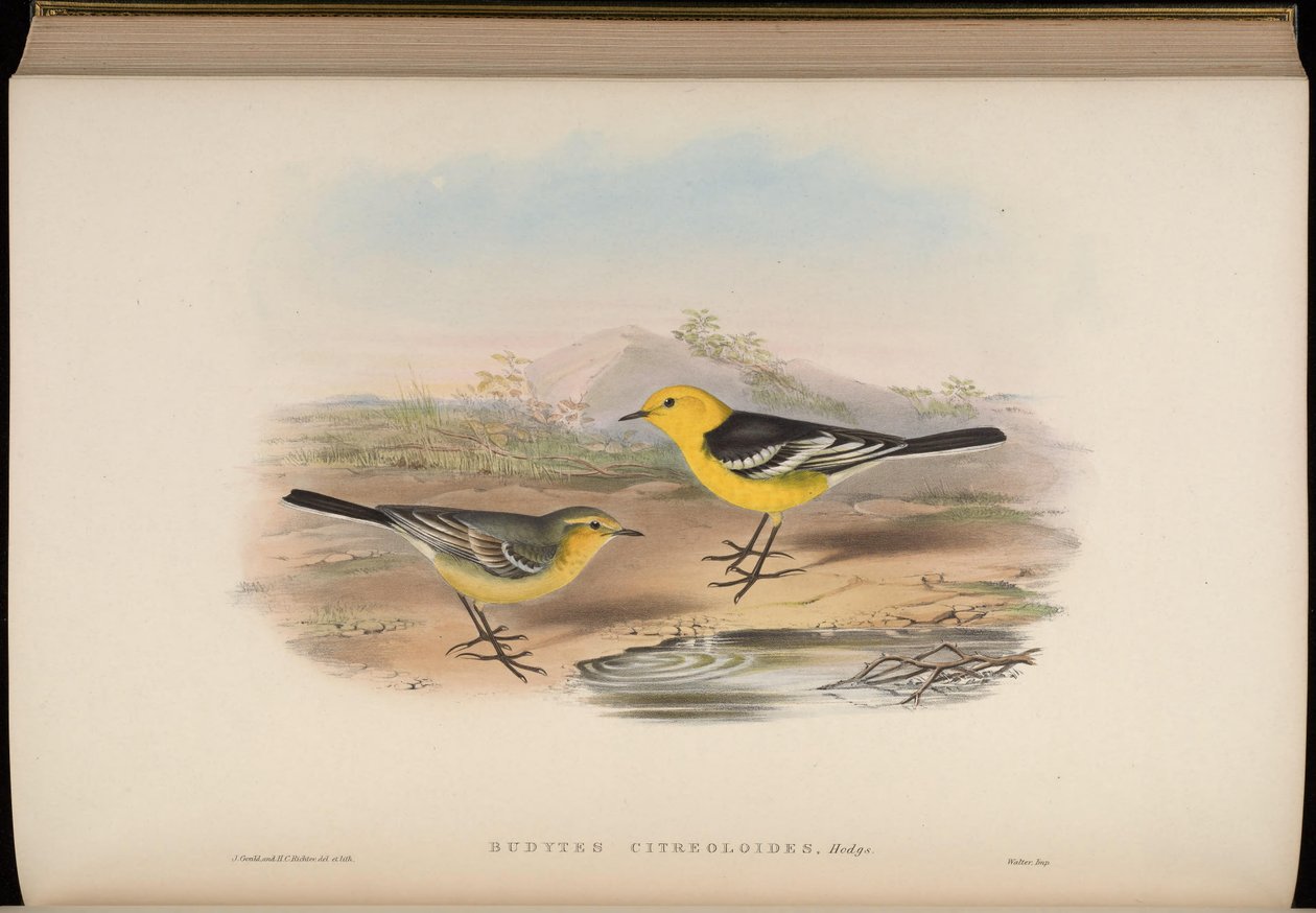 Budytes citreoloides = Motacilla citreolus citreoloides da John Gould
