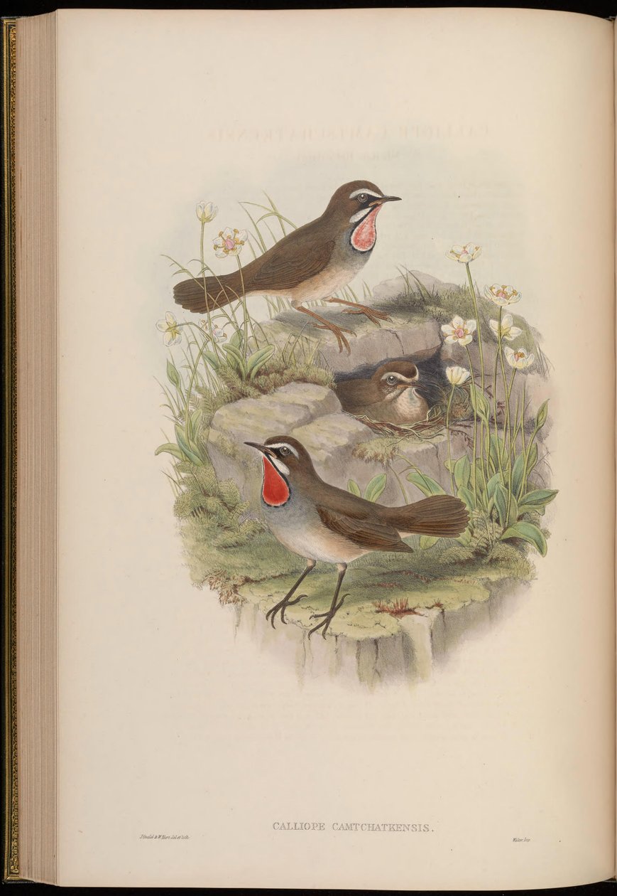Calliope camtschatkensis = Luscinia calliope camtschatkensis da John Gould