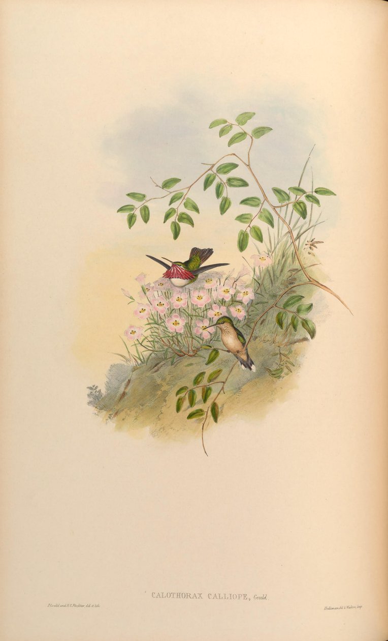 Calothorax calliope = Stellula calliope da John Gould