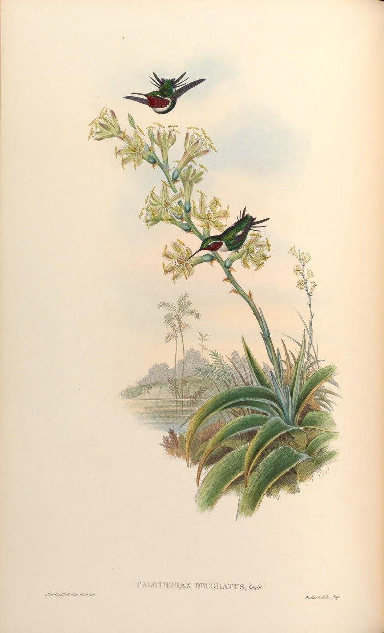 Calothorax decoratus = Chaetocercus mulsant x Ch. heliodor da John Gould