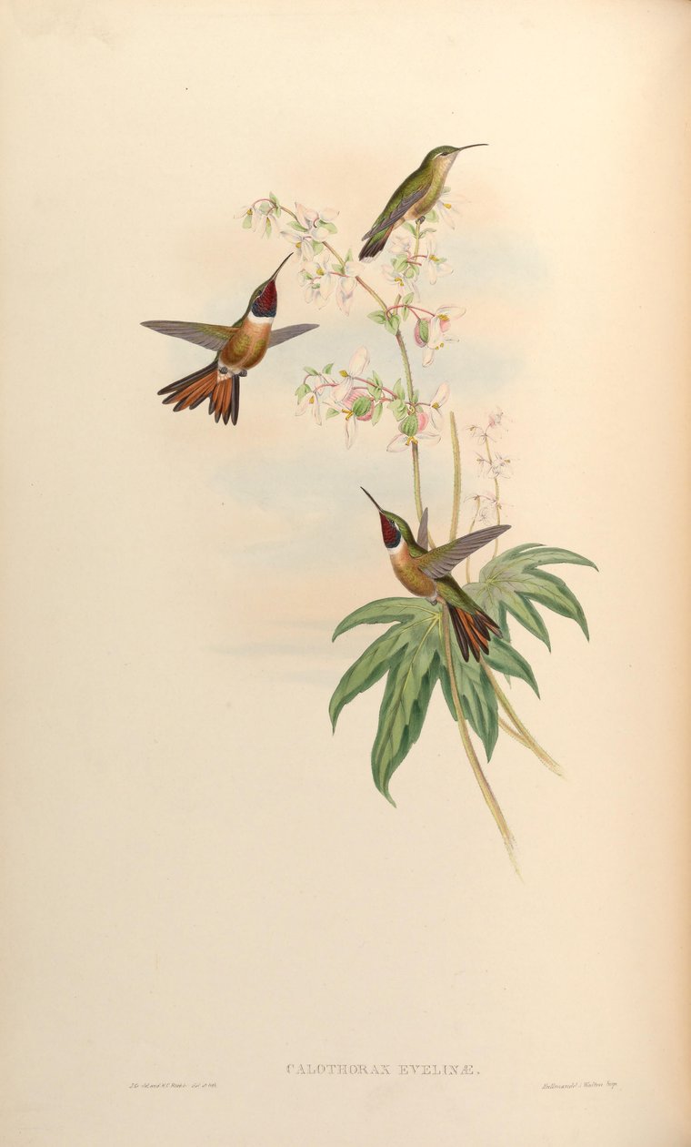 Calothorax evelinae = Calliphlox evelynae da John Gould