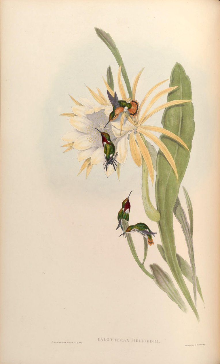 Calothorax heliodor = Chaetocercus heliodor da John Gould