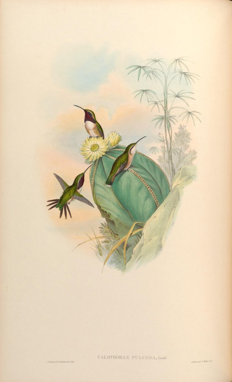 Calothorax pulcher da John Gould