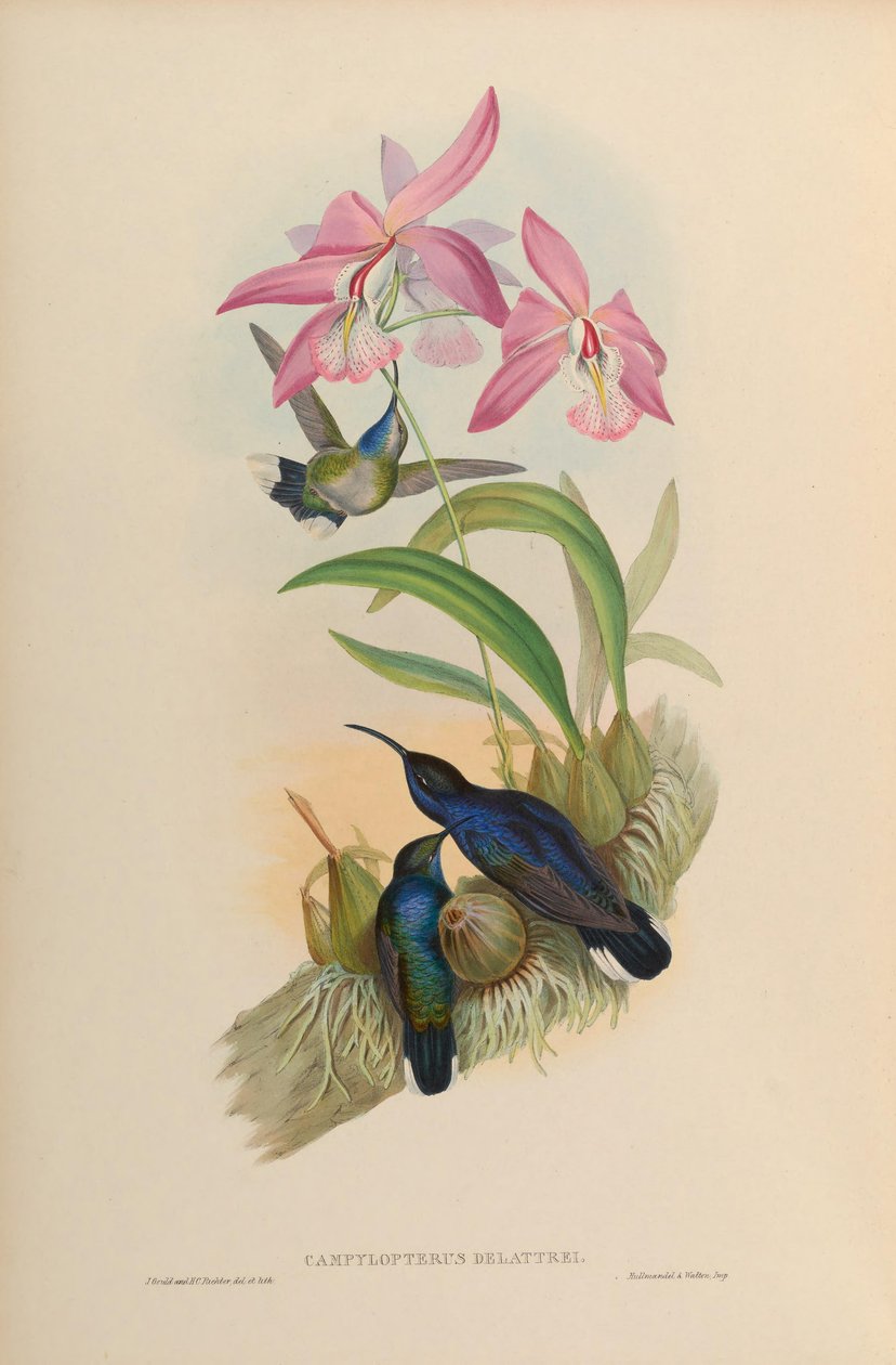 Campylopterus delattrei da John Gould