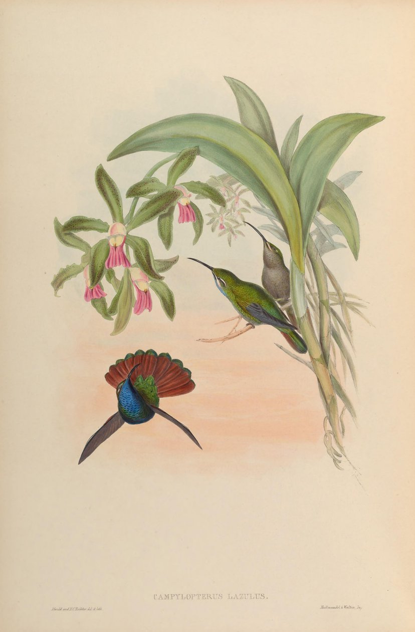 Campylopterus lazulus da John Gould