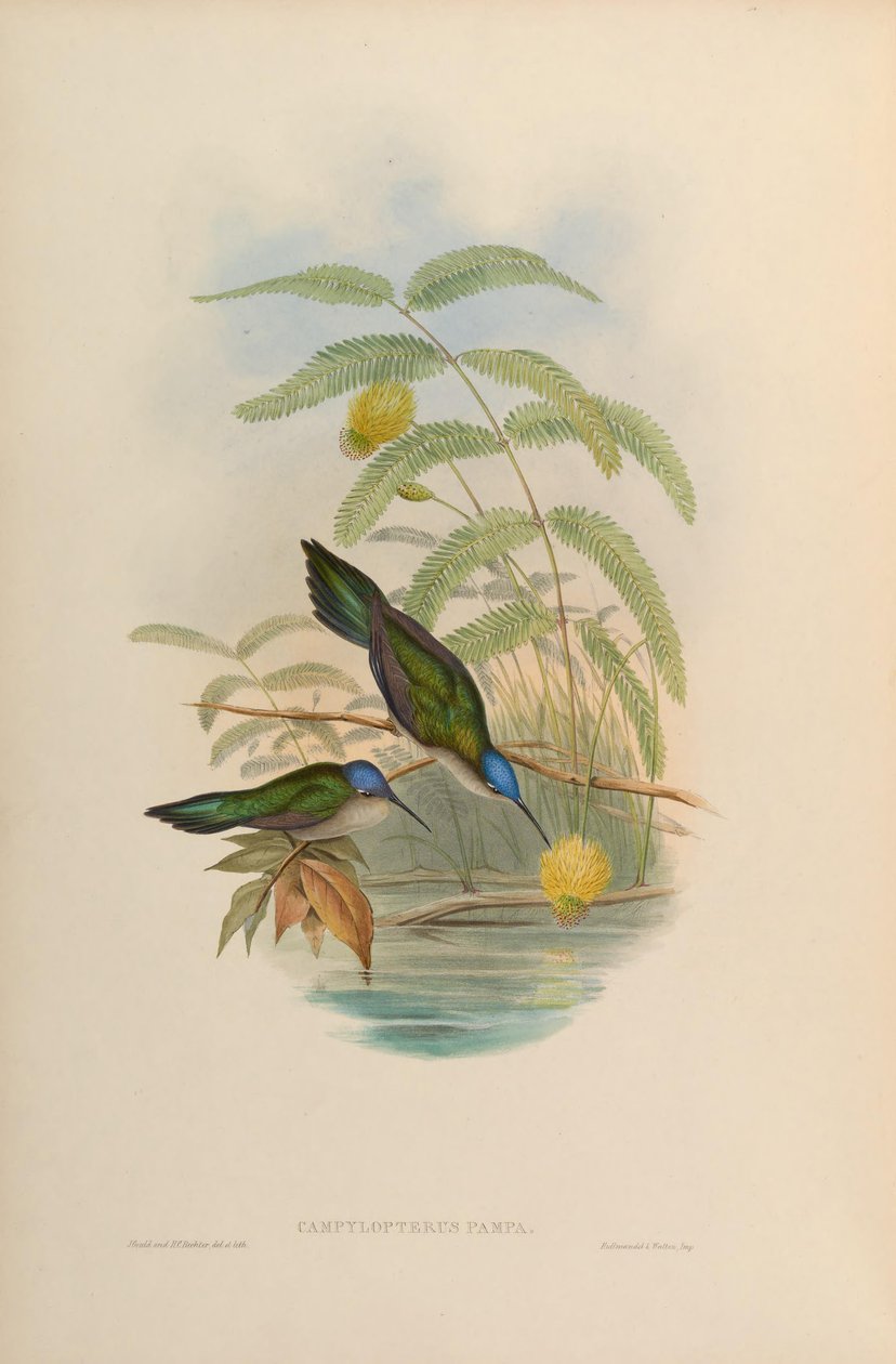 Campylopterus pampa da John Gould