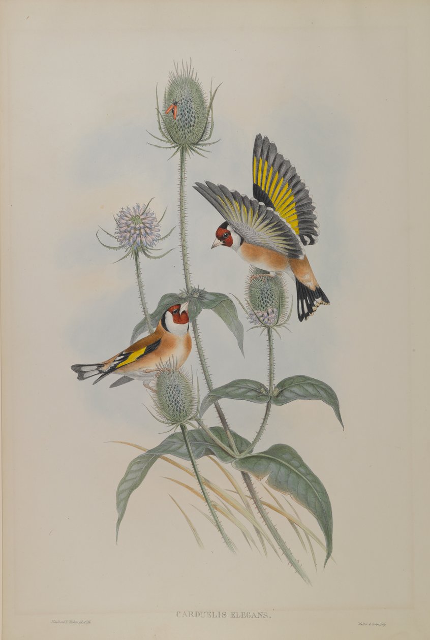 Cardellino da John Gould