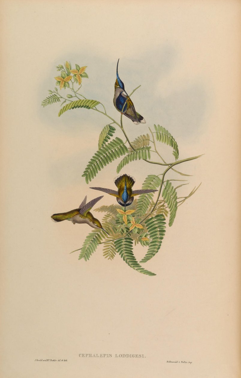 Cephalepis loddigesi = Stephanoxis lalandi loddigesii da John Gould