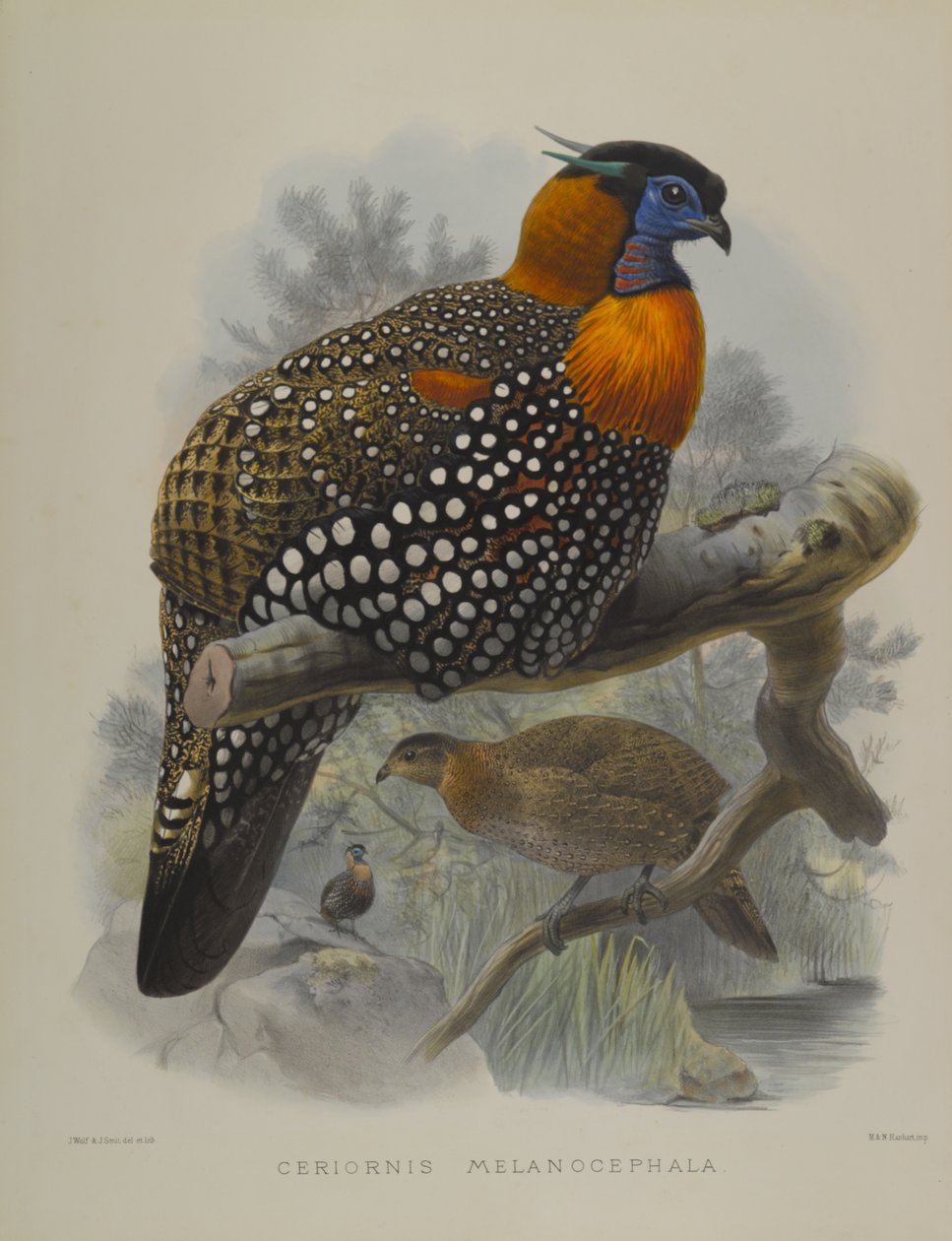 Tragopano melanocephala da John Gould