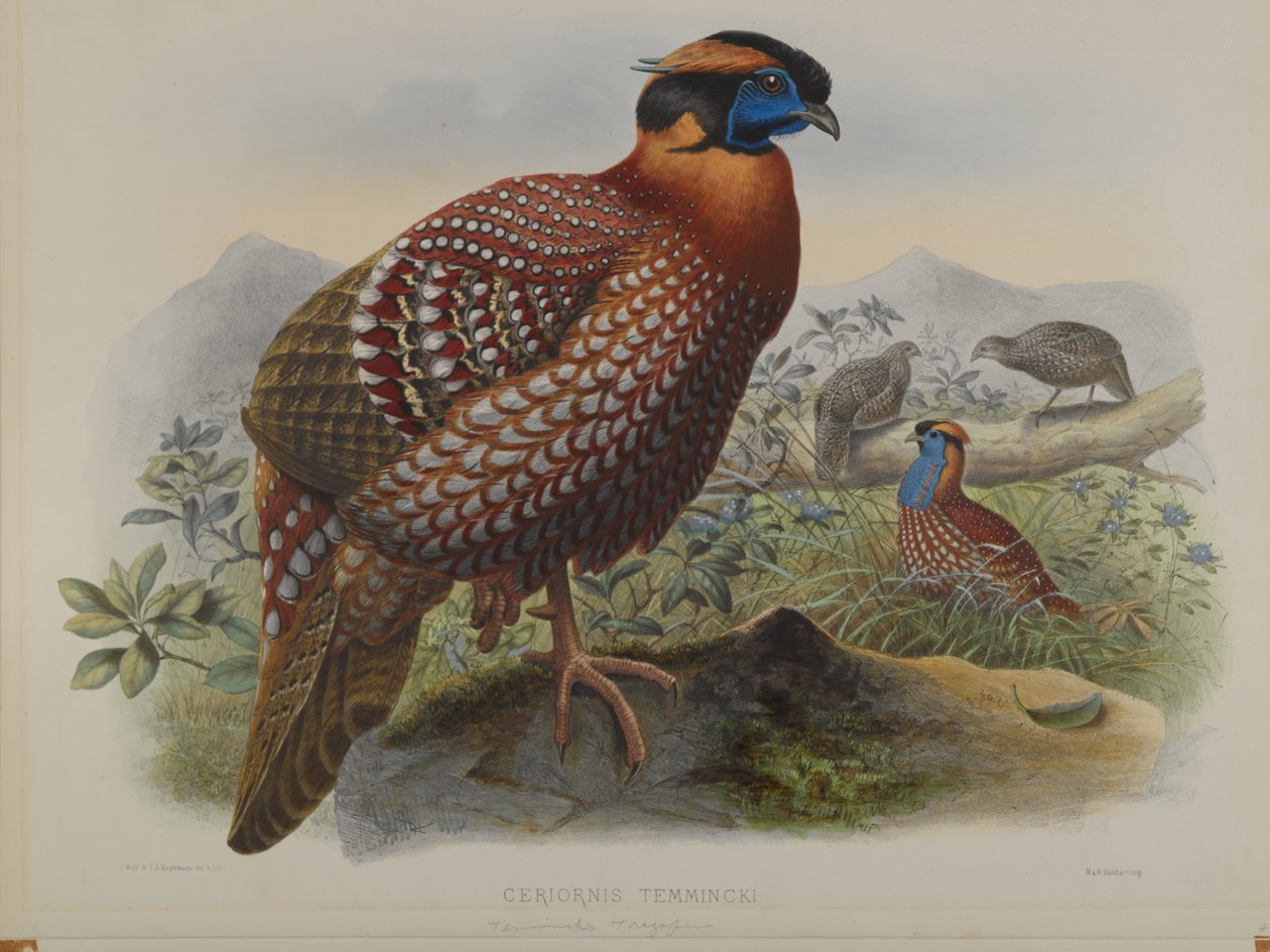 Tragopano di Temminck da John Gould