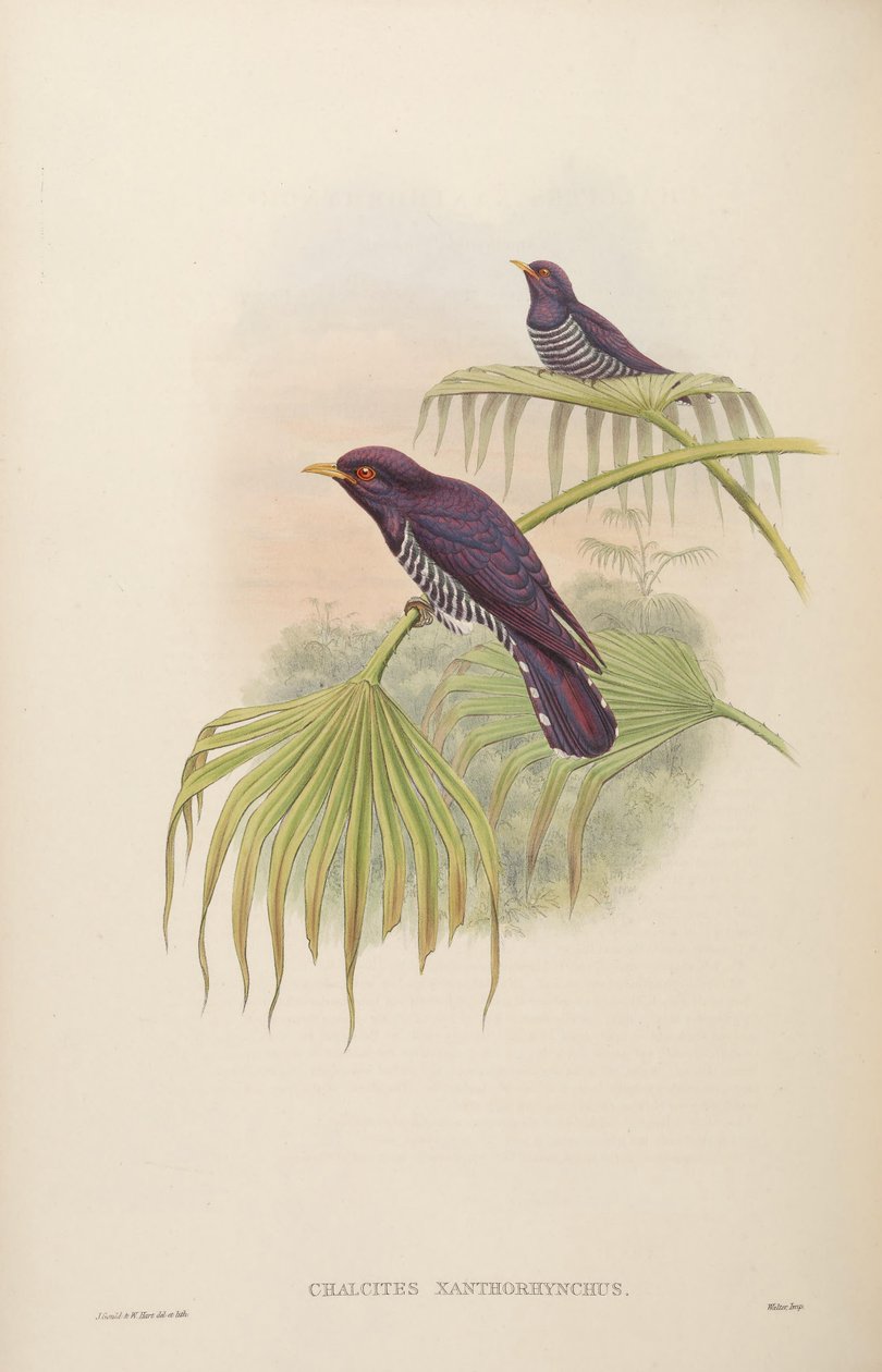 Chalcites xanthorhynchus = Chrysococcyx xanthorhynchus da John Gould