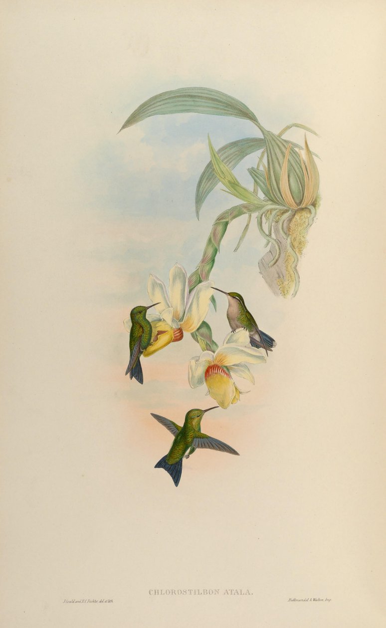 Chlorostilbon atala da John Gould