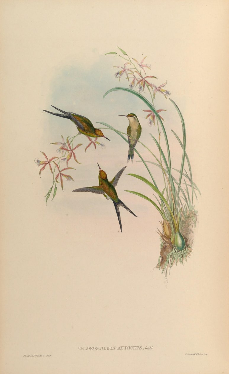 Chlorostilbon auriceps da John Gould